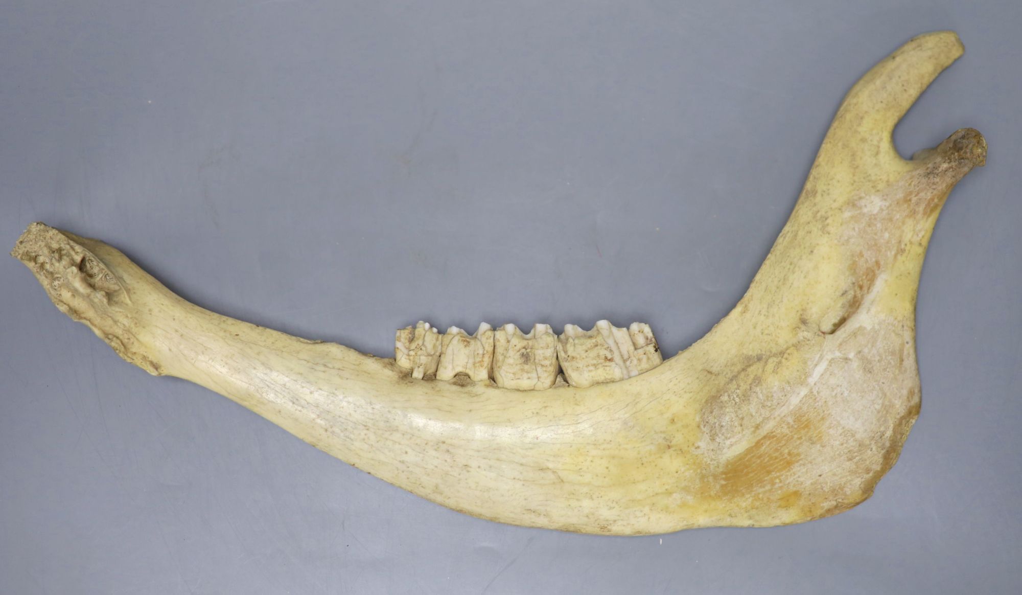 A cow ? jaw bone, length 43cm